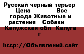 Русский черный терьер › Цена ­ 35 000 - Все города Животные и растения » Собаки   . Калужская обл.,Калуга г.
